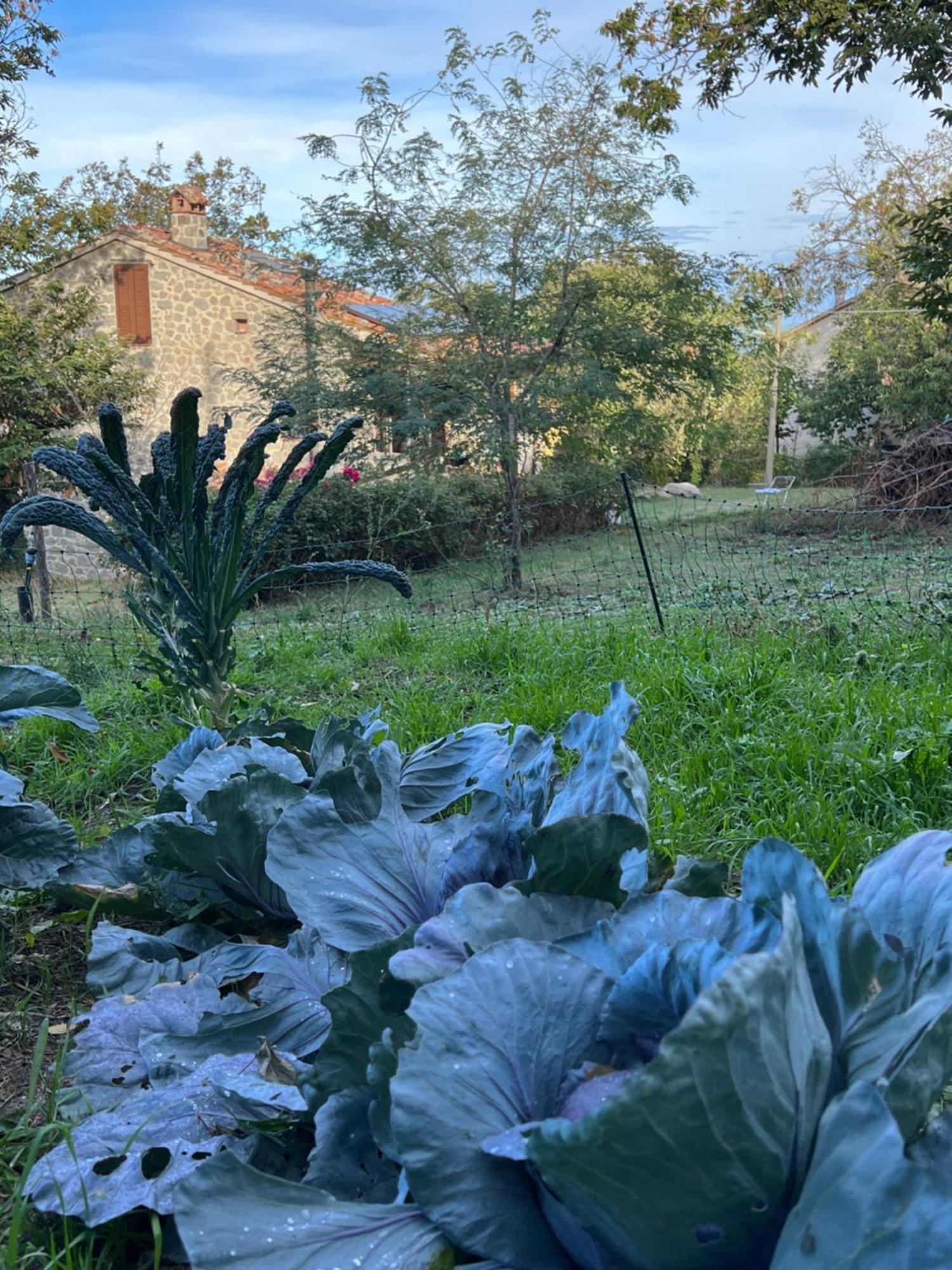B&B Podere Legnotorto Castel del Piano (Tuscany) Exterior foto