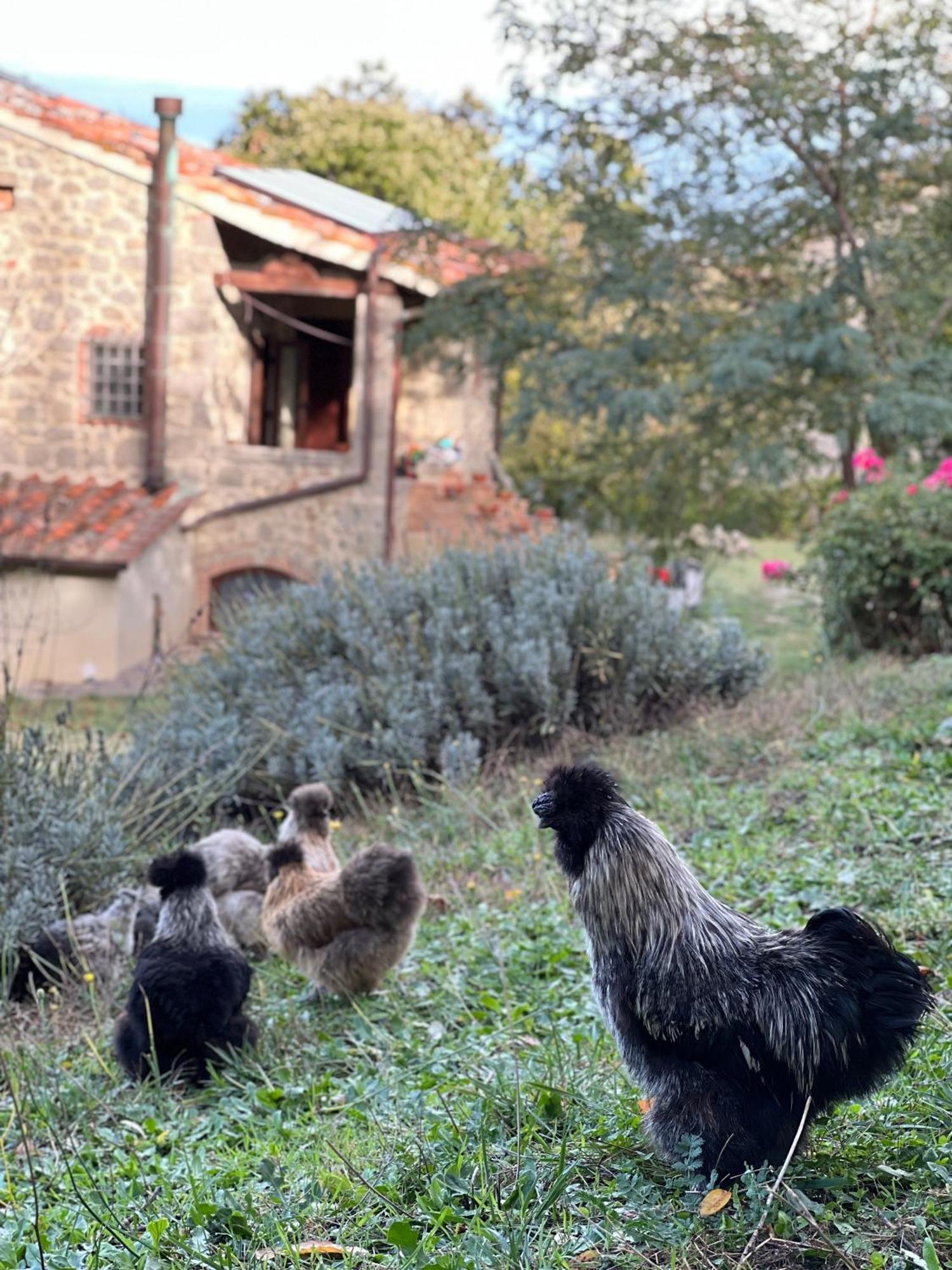 B&B Podere Legnotorto Castel del Piano (Tuscany) Exterior foto